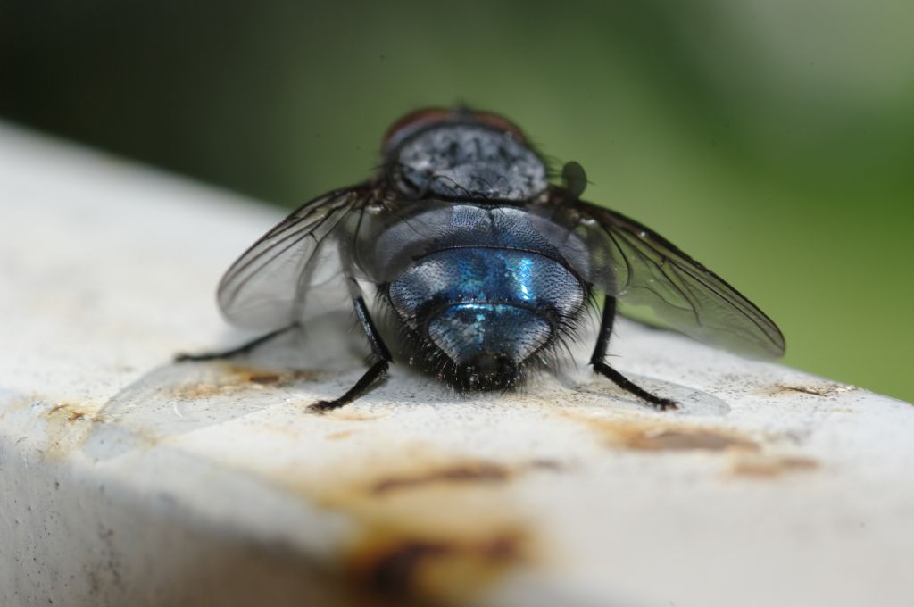 Maschio di Calliphora vicina